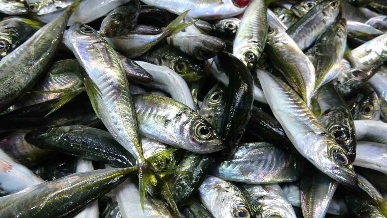 Karadeniz'de Gürcistan Hamsisi Beklentisi ve Buzhane Alternatifi