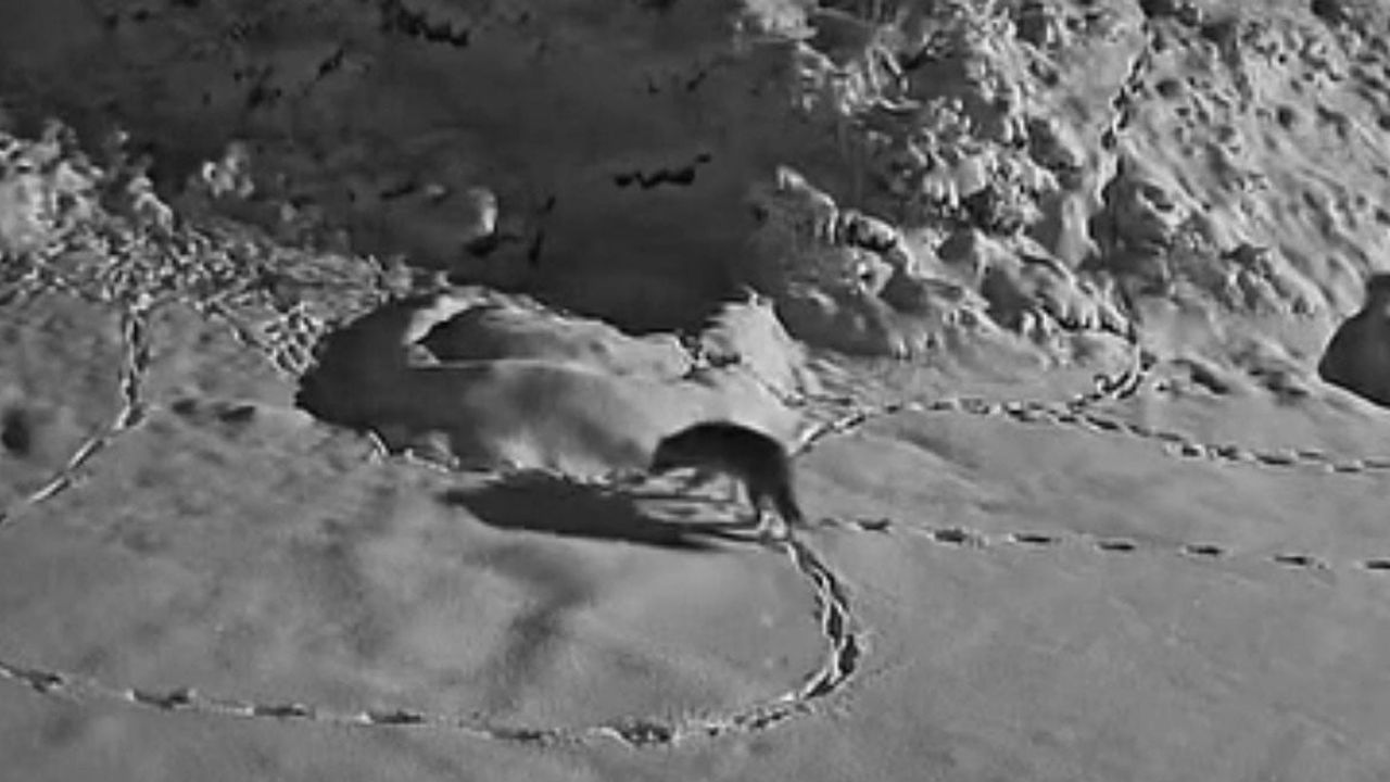 Karla Kaplanan Bölgeye İnen Aç Kurt, Kameralara Yansıdı