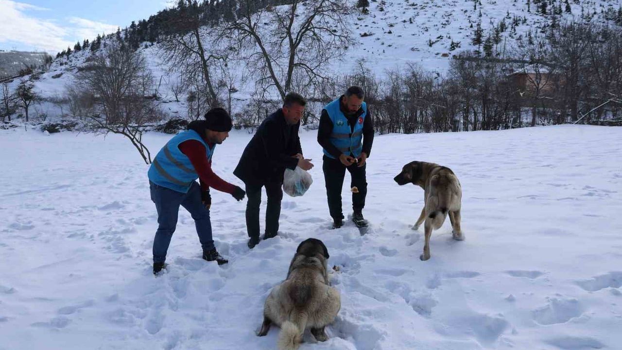 Karla Kaplanan Orman ve Yaylalarda Hayvanlar İçin Destek