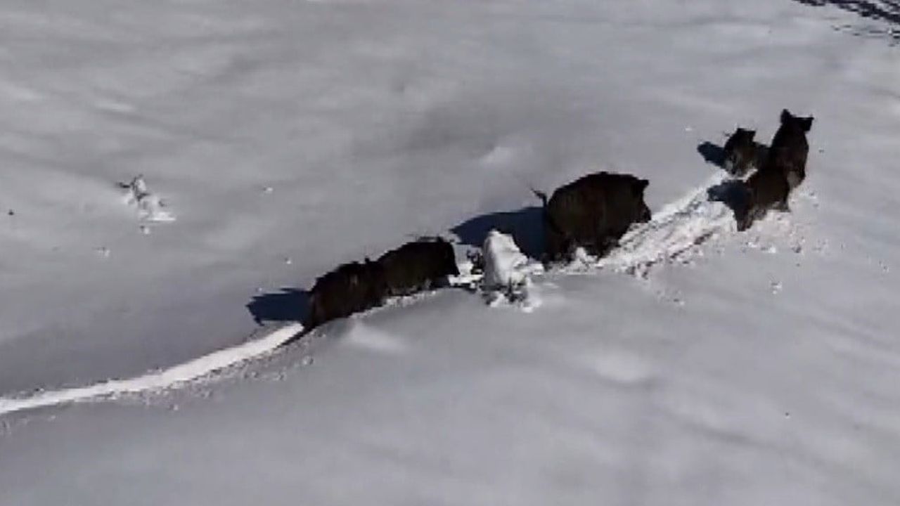 Karla Kaplı Arazide Yaban Domuzu Sürüsü Havadan Görüntülendi