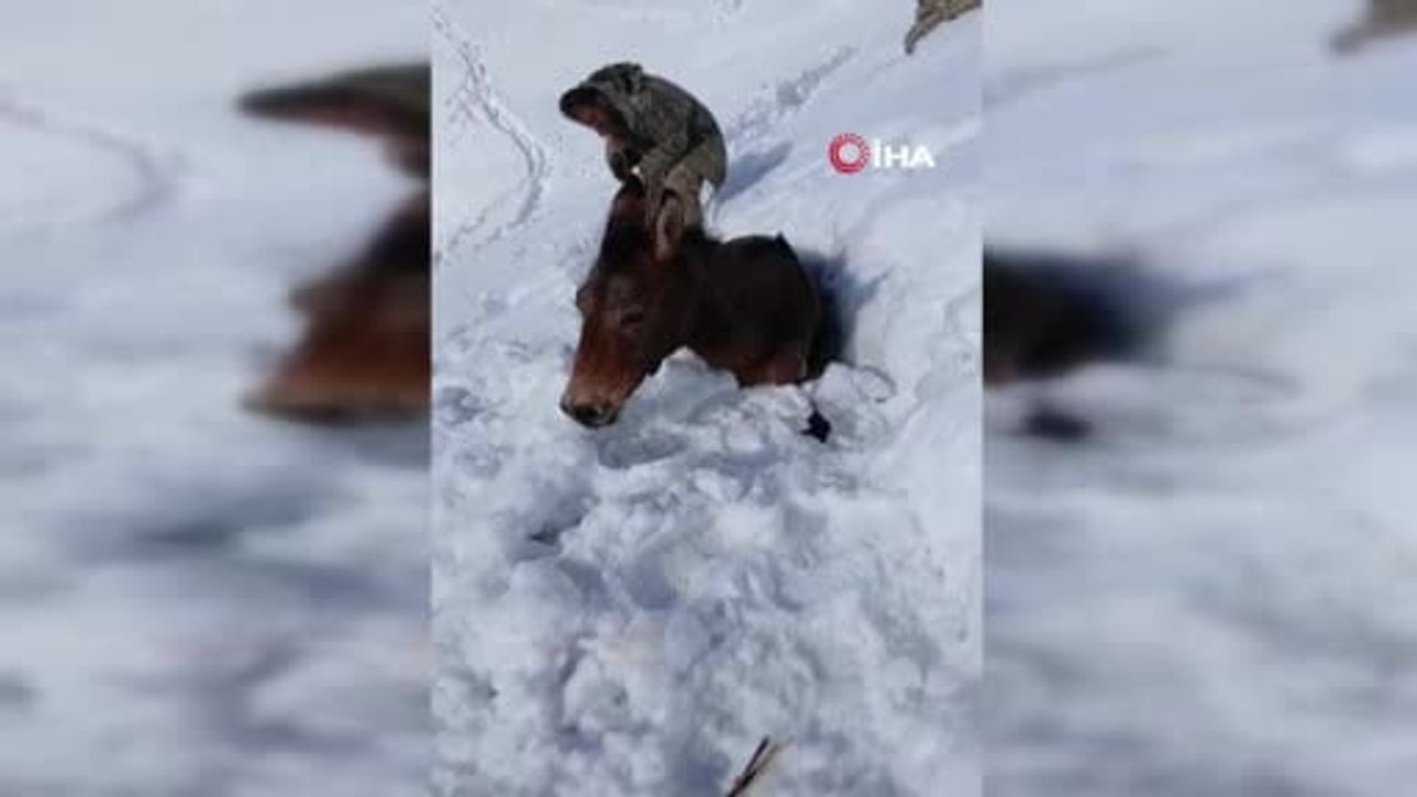 Karla Kaplı Dağda Mahsur Kalan Katırların Kurtarılması