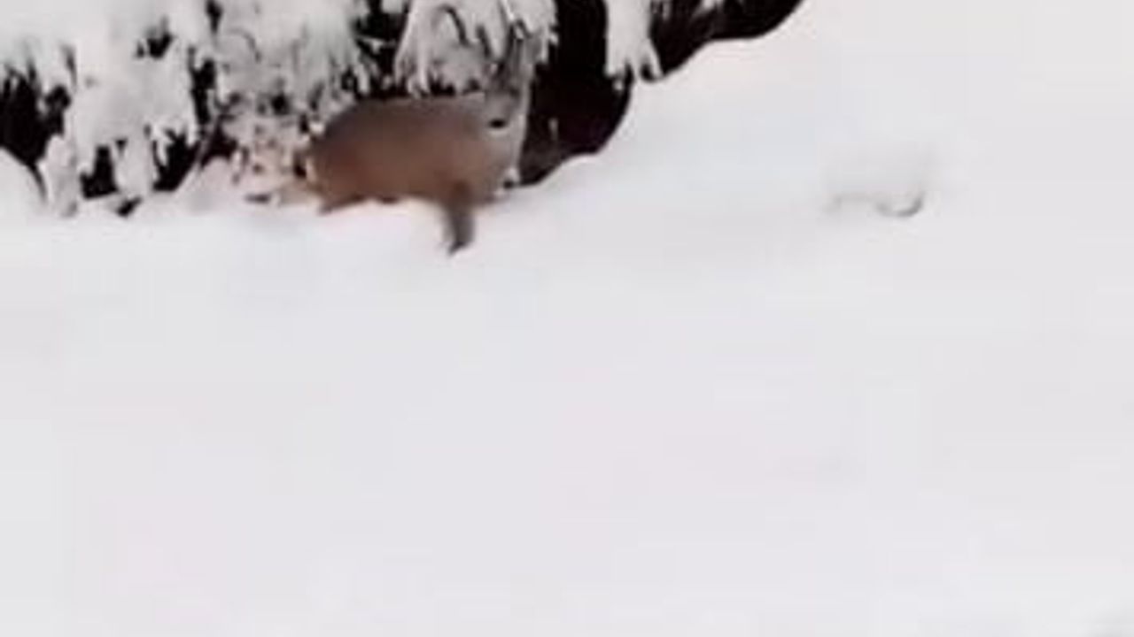 Karla Kaplı Doğada Karaca İle Karşılaşma