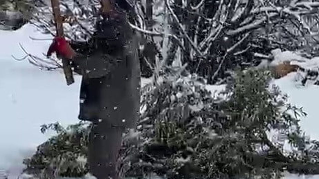 Karla Mücadele: Adıyaman'da Ağaçlar Zarar Gördü