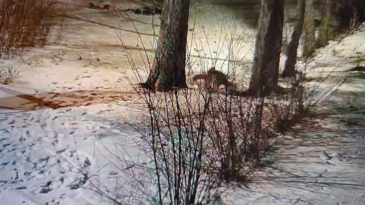 Kars'ta Bahçede Eğlenceli Tilki Anları