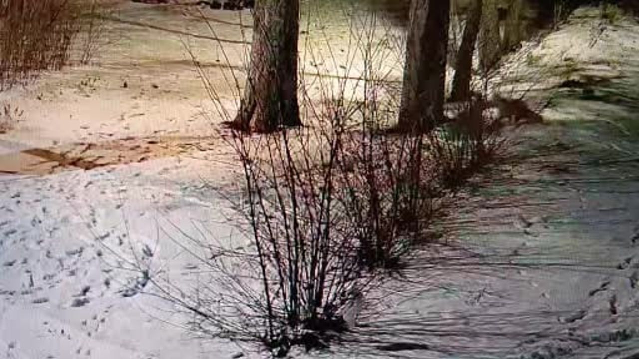 Kars'ta Oyun Oynayan Tilkiler