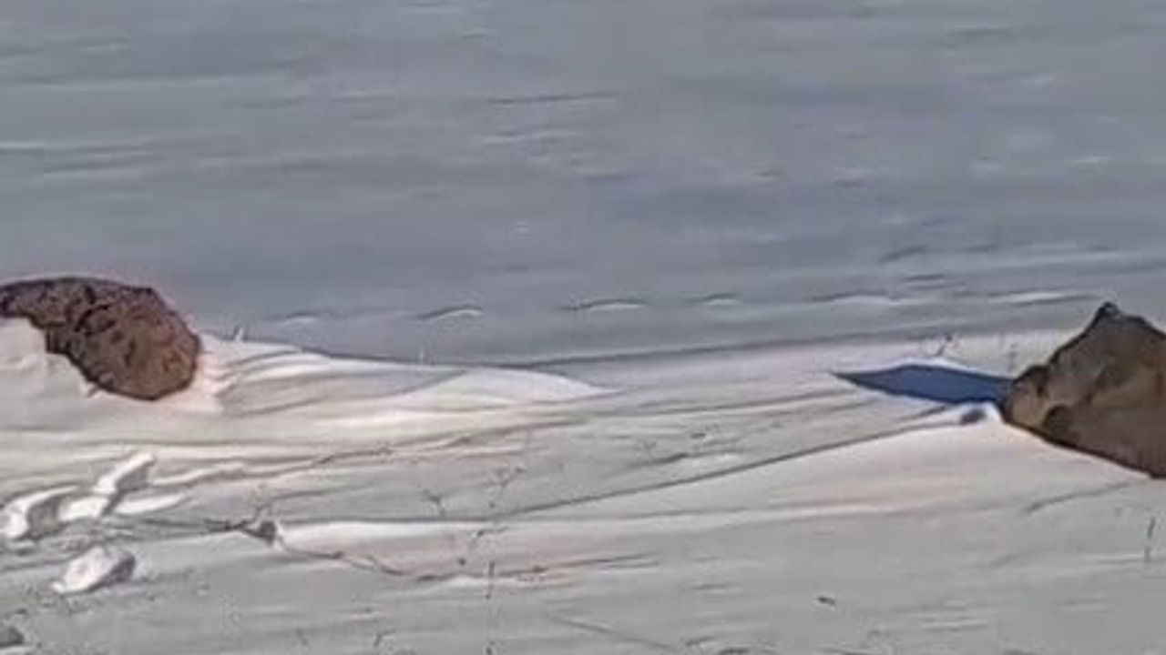 Kars'ta Yaban Domuzları Yerleşim Alanlarına İndi