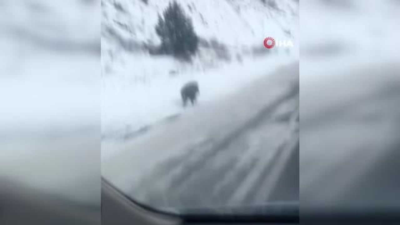 Kars'ta Yaban Domuzu Yol Kenarında Görüntülendi