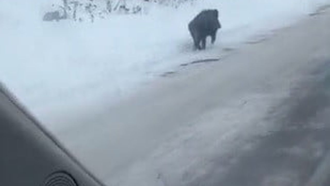 Kars'ta Yaban Domuzu Yol Kenarında Görüntülendi