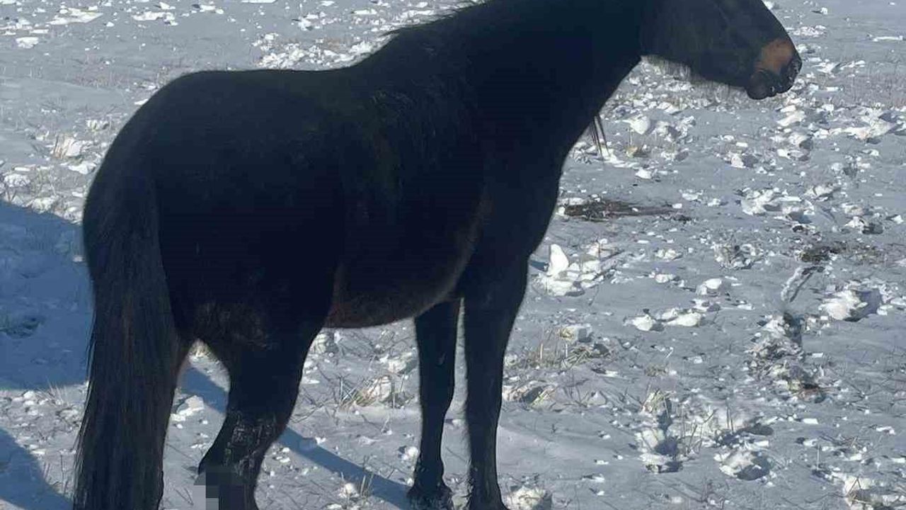 Kars'ta Yaralı Atlar Şaşkınlık Yarattı