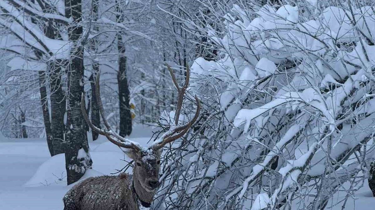 Kartepe'de Kızıl Geyiklerin Doğal Yaşamına Dönüşü