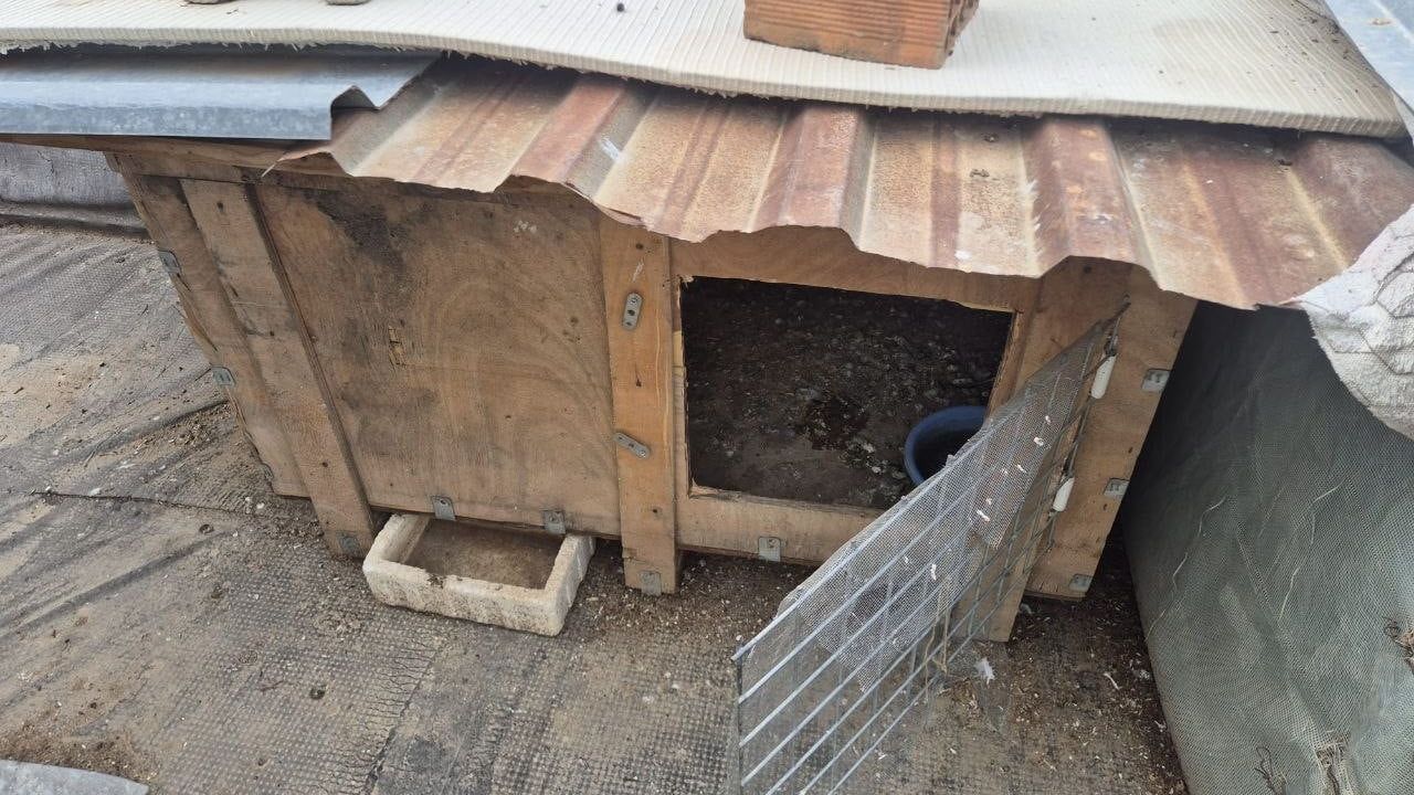 Kasklı Şüpheli Kuşları Çaldı