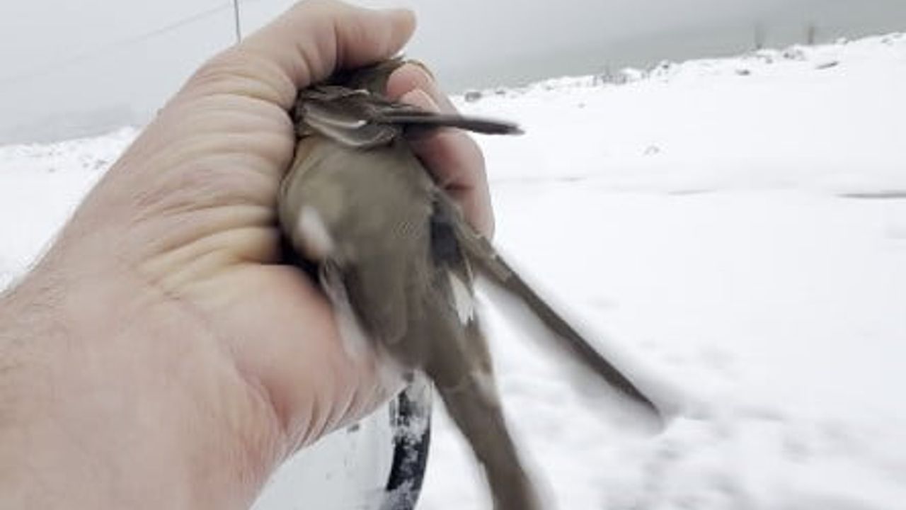 Kastamonu'da Bir Vatandaşın Kuş Sevgisi
