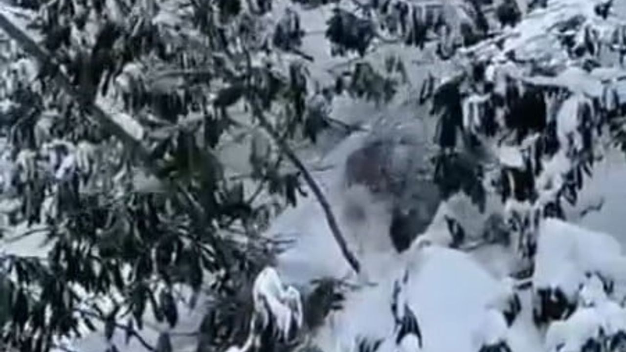 Kastamonu'da Bozayın Eğlenceli Anları