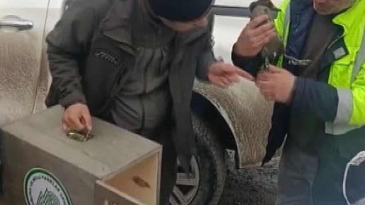Kastamonu'da İşçi Yavru Ördeği Kurtardı