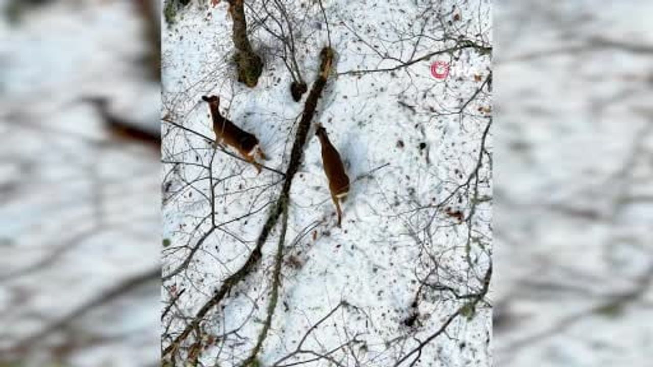 Kastamonu'da Karacalar Drone ile Görüntülendi