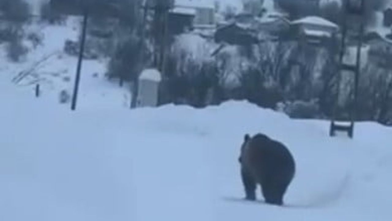 Kastamonu'da Kış Uykusuna Yatamayan Bozayı Kamerada Görüntülendi