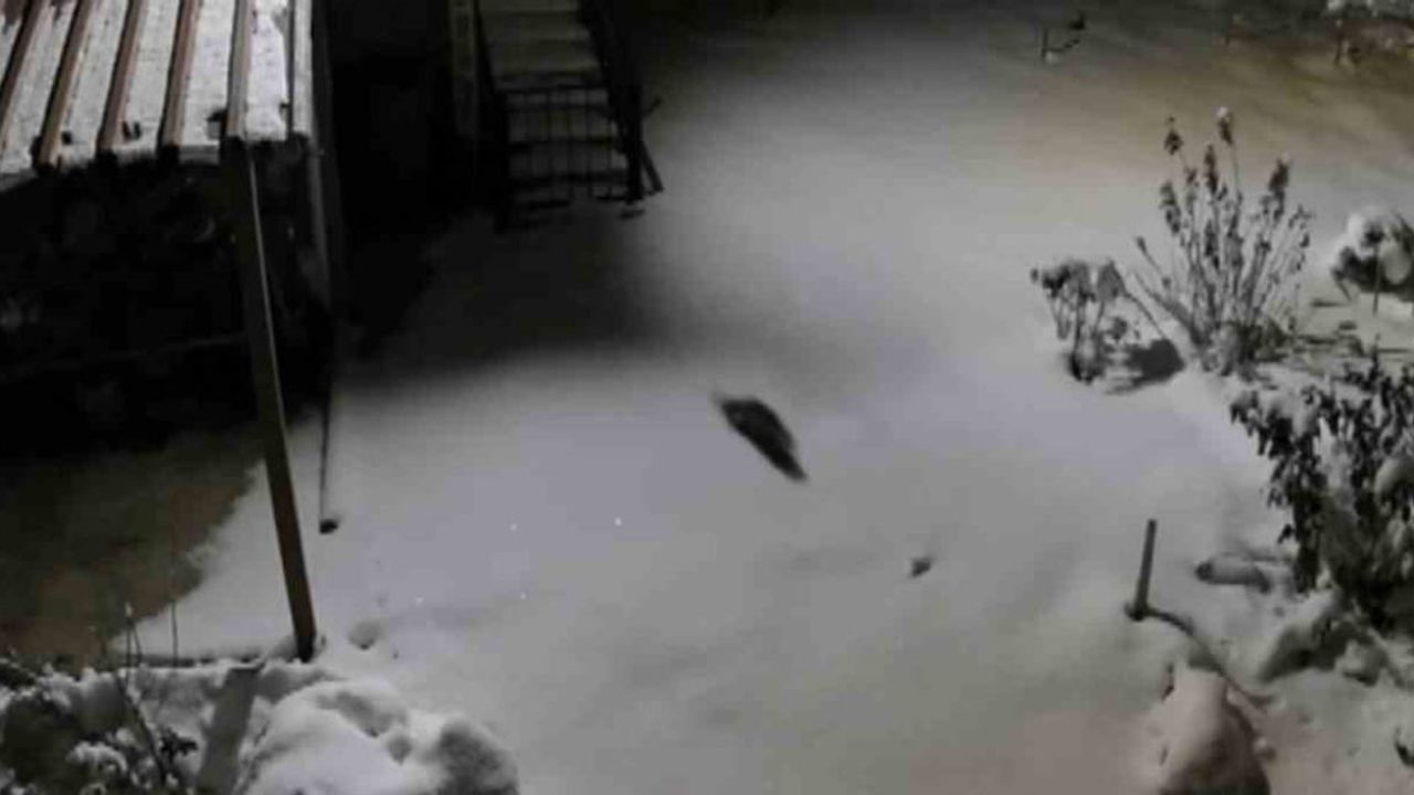 Kaya Sansarı Açlık Arayışında