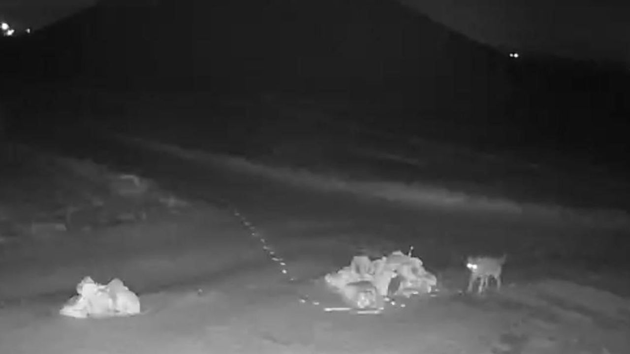 Kayaaltı Köyü'nde Kurtların Başarıyla Yiyecek Arayışı