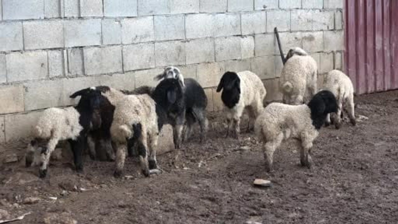 Keçiler, Reddedilen Kuzuyu Sahiplendi