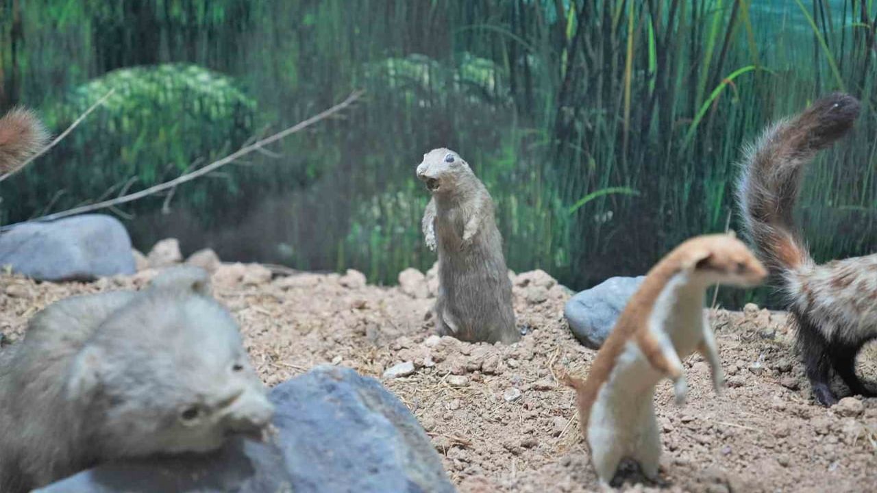 Keçiörenli Miniklerin Tabiat Tarihiyle Buluşması