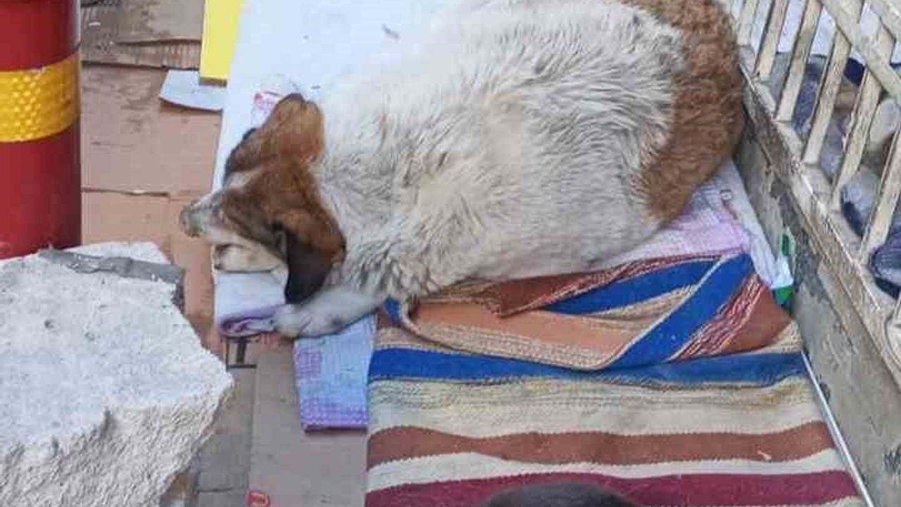 Kedi ve Köpeğin Soğukta Bulduğu Dostluk