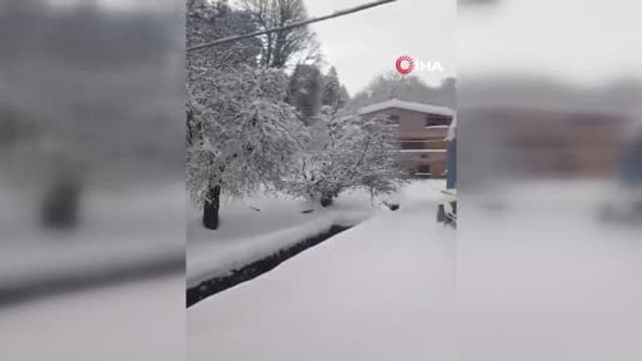 Kedilerin Karda Yürüyüşü Renkli Anlar Yarattı