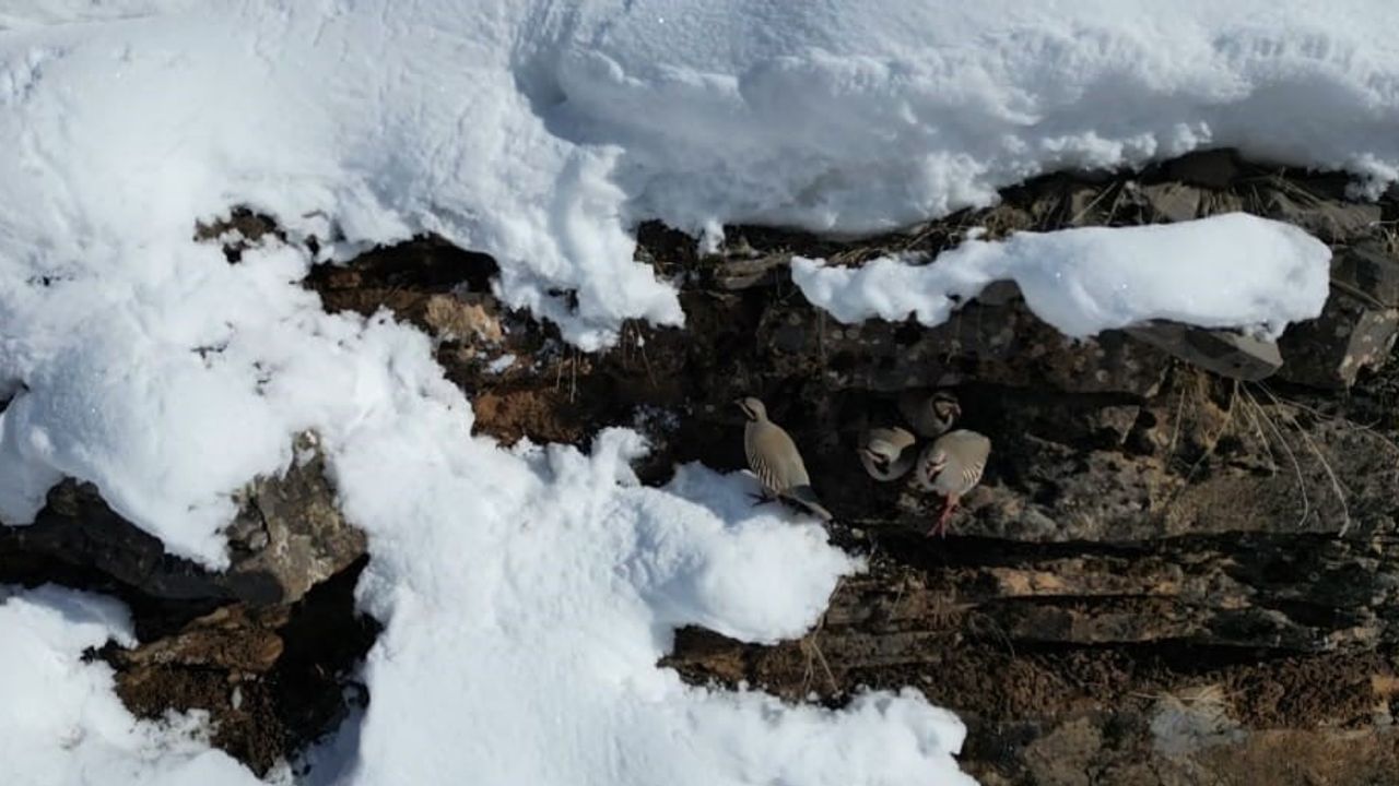 Kekliklerin Kış Arayışı: Şırnak’ta Doğanın Sırları