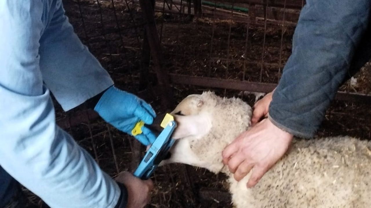 Kırklareli'nde Damızlık Kuzular Aşılanıyor