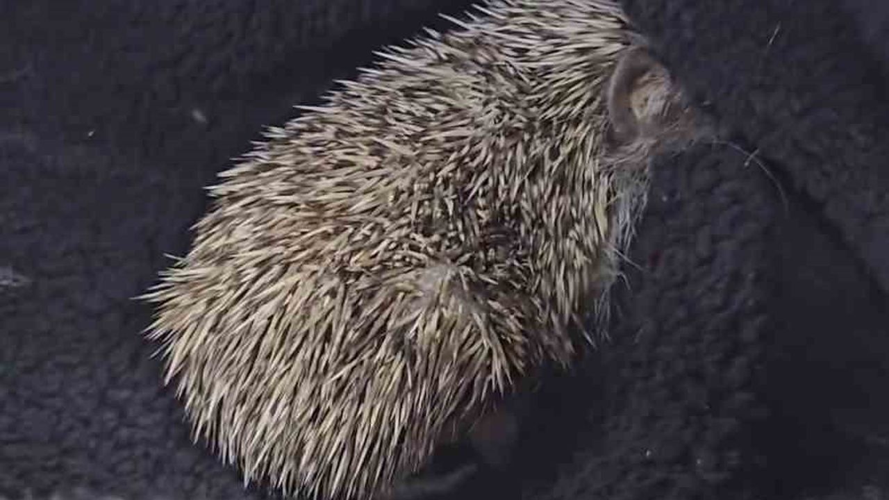 Kirpi Doğaya Kavuştu: Çanakkale'de Tedavi Edilen Kirpi Salıverildi