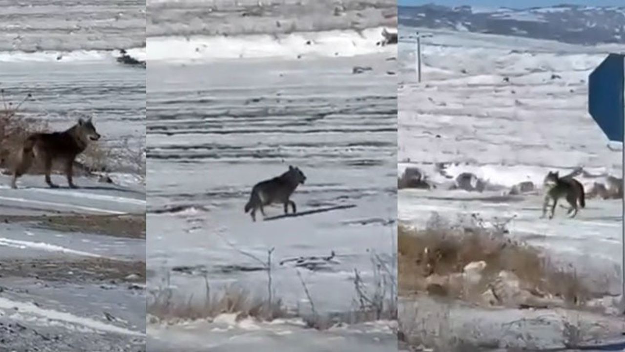 Kırşehir'de Kar Yağışı Kurtları Şehre Tarafına Yaklaştırdı