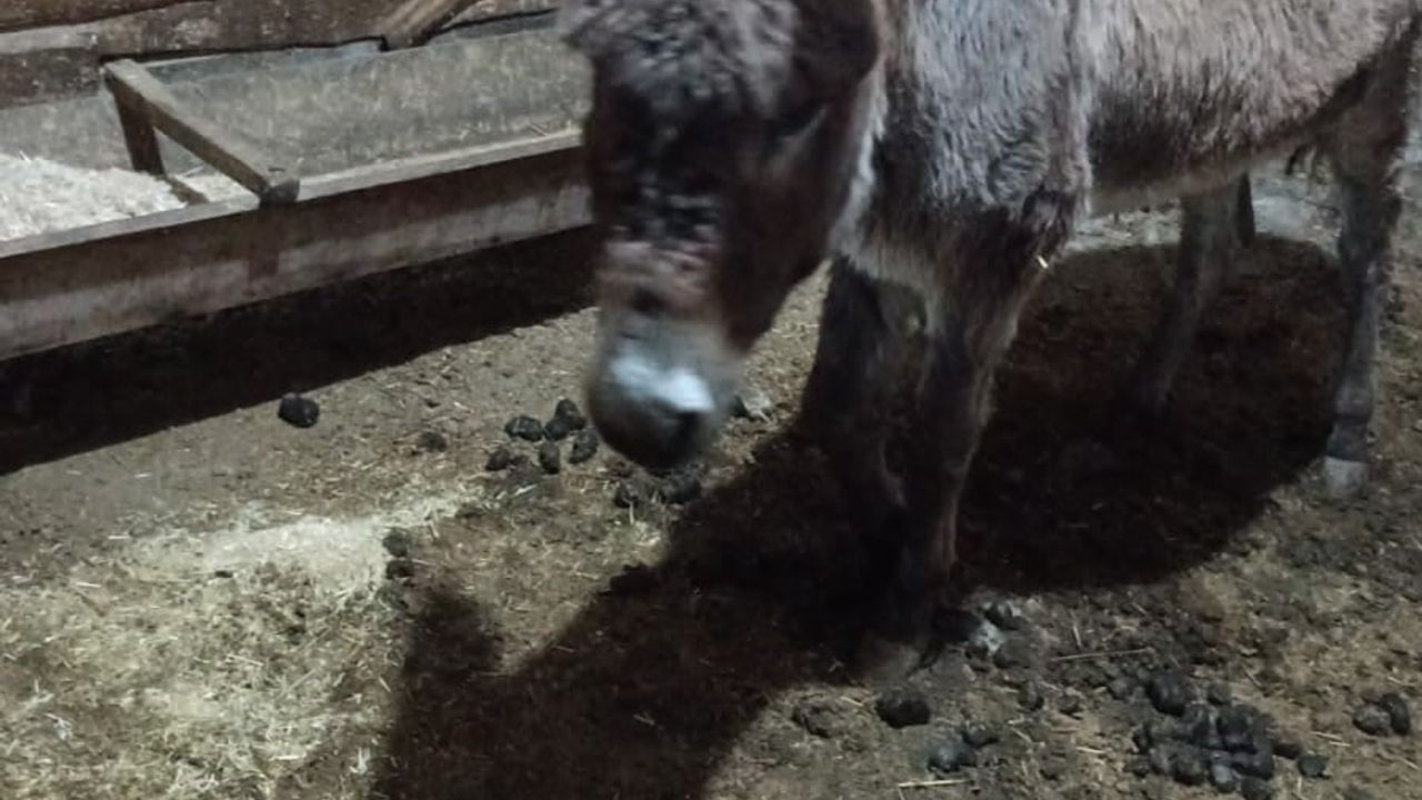 Kırşehir'de Yaralı Eşeğe Sahip Çıkan Duyarlı Vatandaş