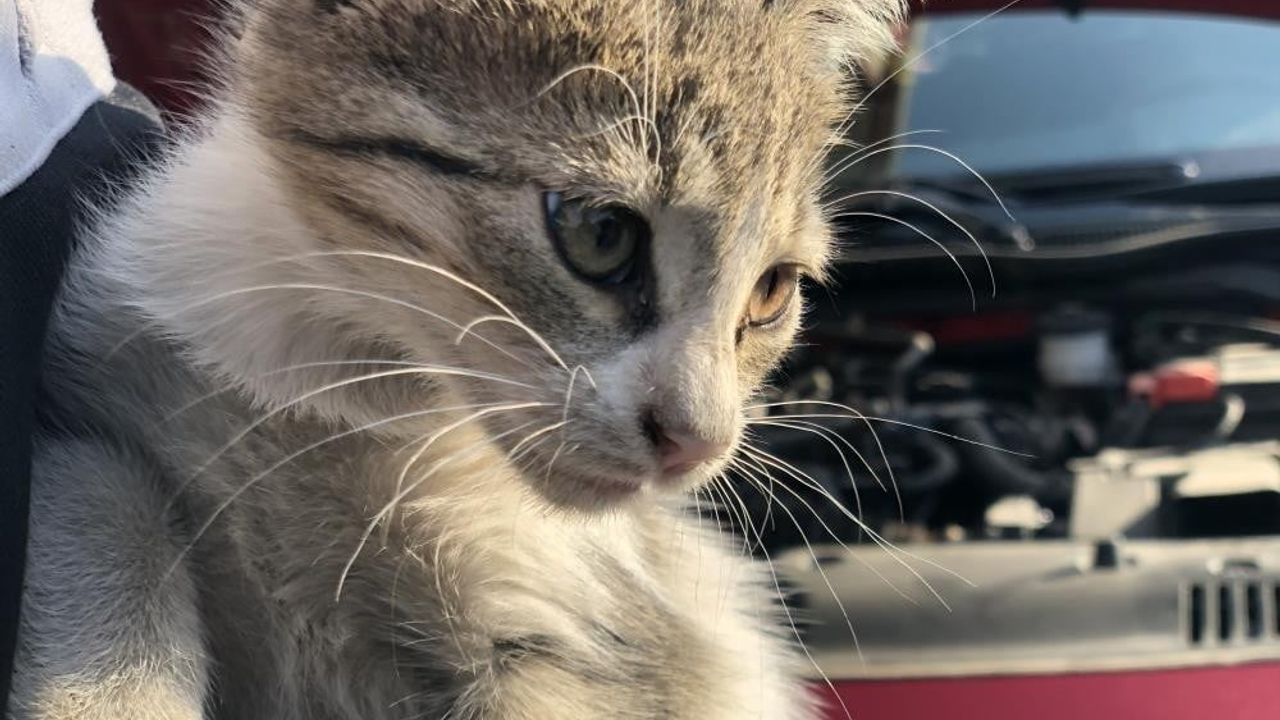 Kış Aylarında Araç Kontrolleri: Hayvanları Koruma İhtiyacı