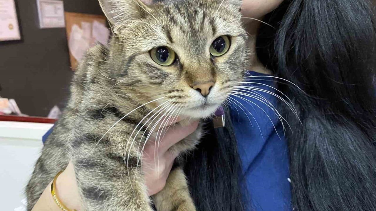 Kış Aylarında Hayvan Sağlığı: Uzman Veteriner Hekim Tuğçe Kara'nın Önerileri