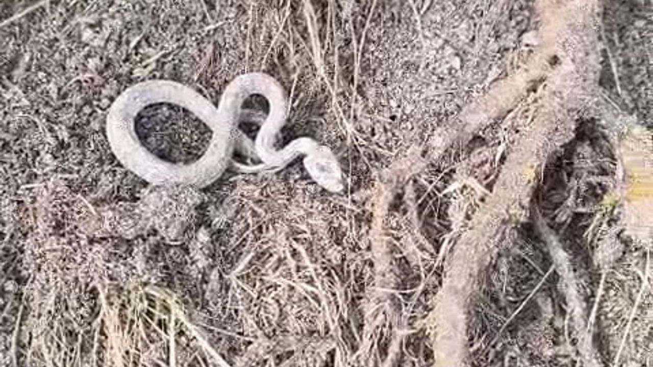 Kış Uykusunu Geçiren Yılan Kameralara Yansıdı