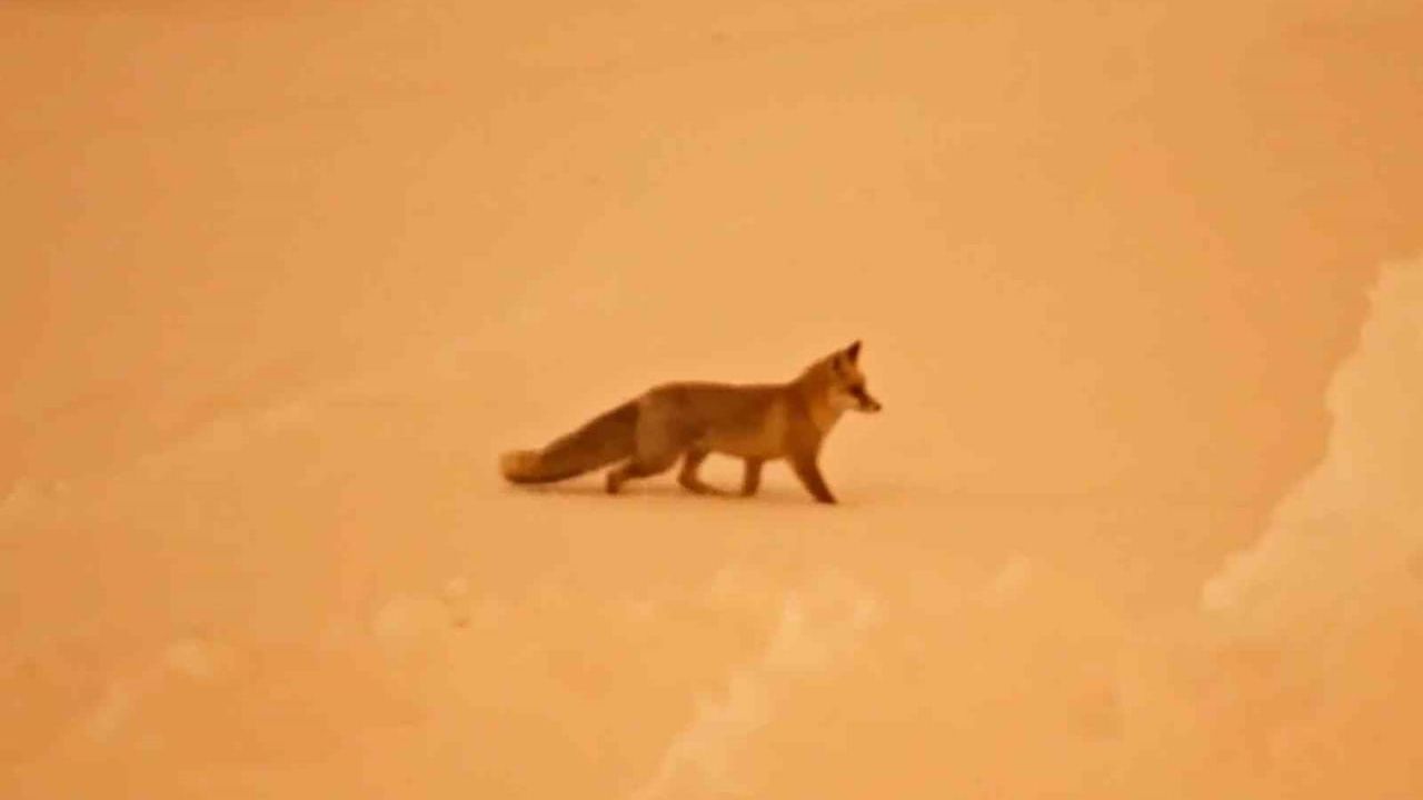 Kışın Zor Günleri: Aç Kalan Yaban Hayvanları Yerleşim Alanlarına İniyor