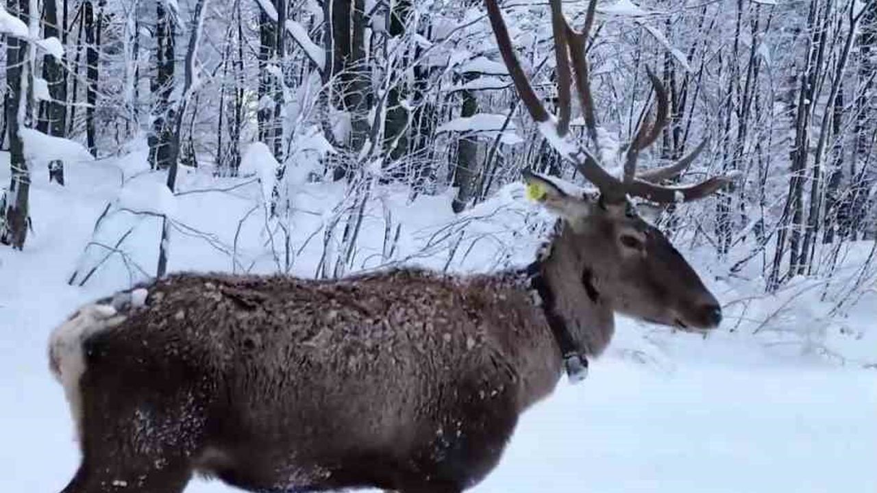 Kızıl Geyiklerin Kartepe'deki Doğal Yaşamı