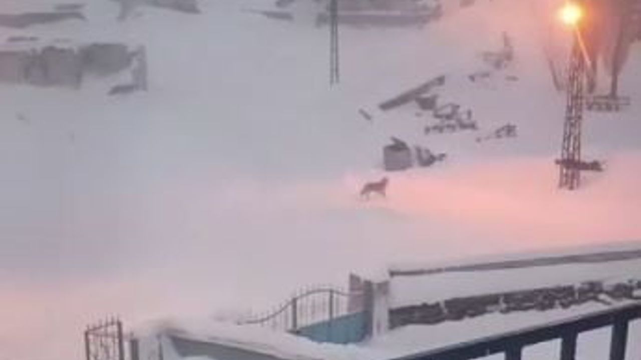 Kızılhüyük Köyü'nde Kurt Sorunu İçin Önemli Adım