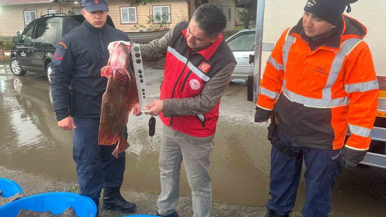Kocaeli'de Kaçak Avcılıkla Mücadele: 500 Kalkan Balığı Ele Geçirildi