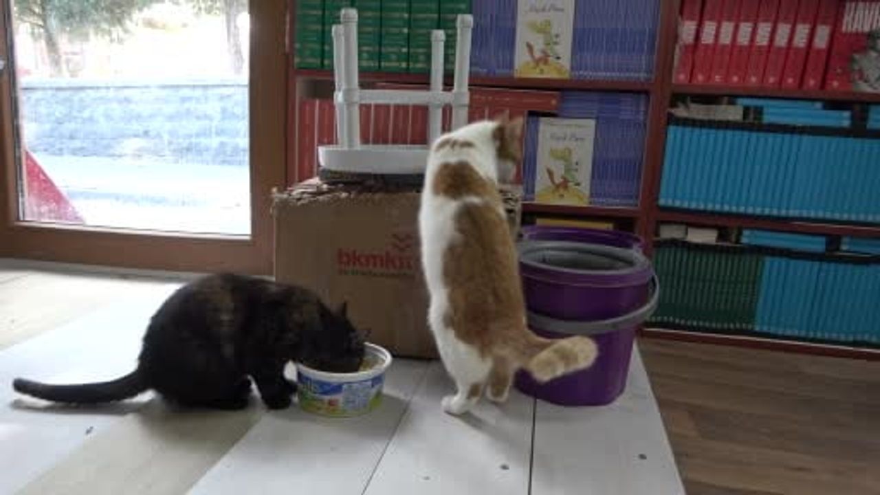 Konteynerde Hayat Süren Cihan Dede'nin Sokak Kedilerine Şefkati