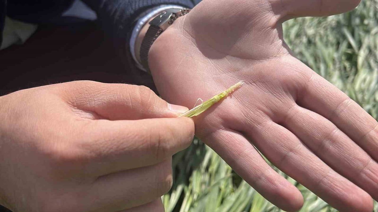 Konya Ovası'nda Kar Yağışının Yetersizliği Tarımsal Üretimi Tehdit Ediyor