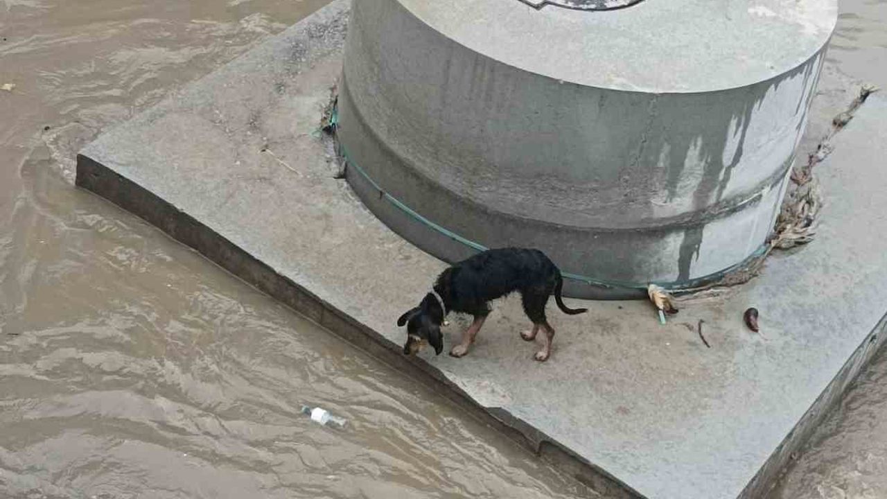 Köpek Dereye Düşünce İtfaiye Ekipleri Hızla Kurtardı