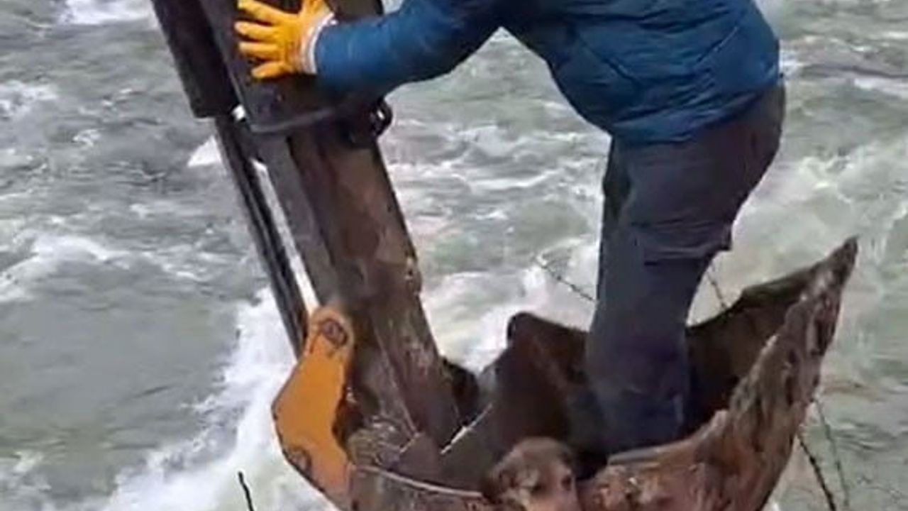 Köpek Mahsur Kaldığı Dereden Kurtarıldı