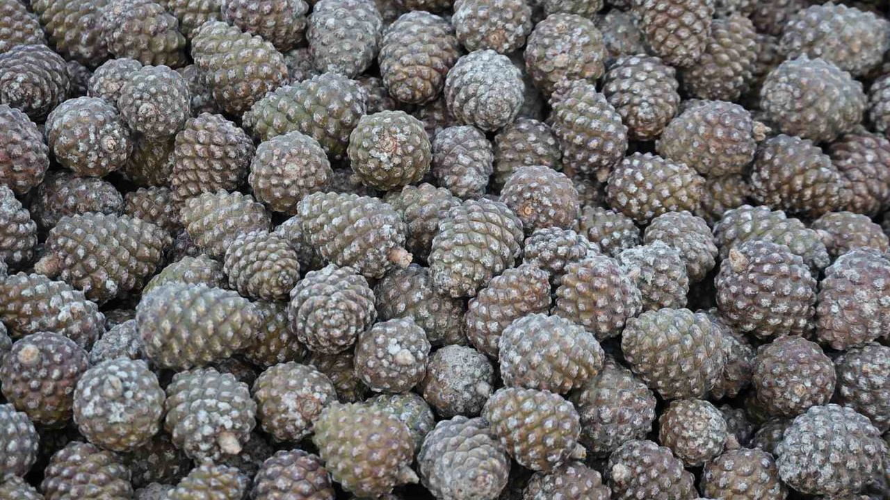 Kozalak İşleme Tesislerinde Yoğun Çalışma Dönemi