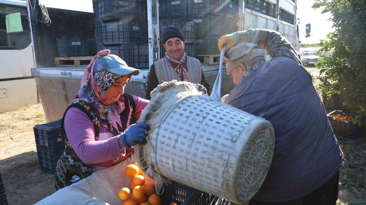 Kozan Portakalında Hasat Zamanı: Kilosu 10 TL
