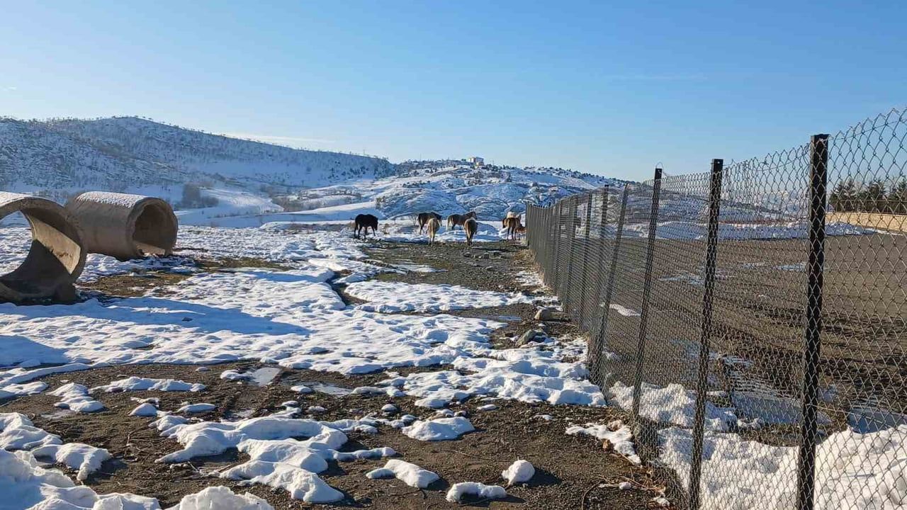 Kulp’ta Yaban Atları Merkeze İndi