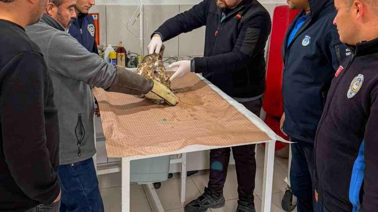 Kumluca'da Yaralı Atmaca Doğaya Kavuştu