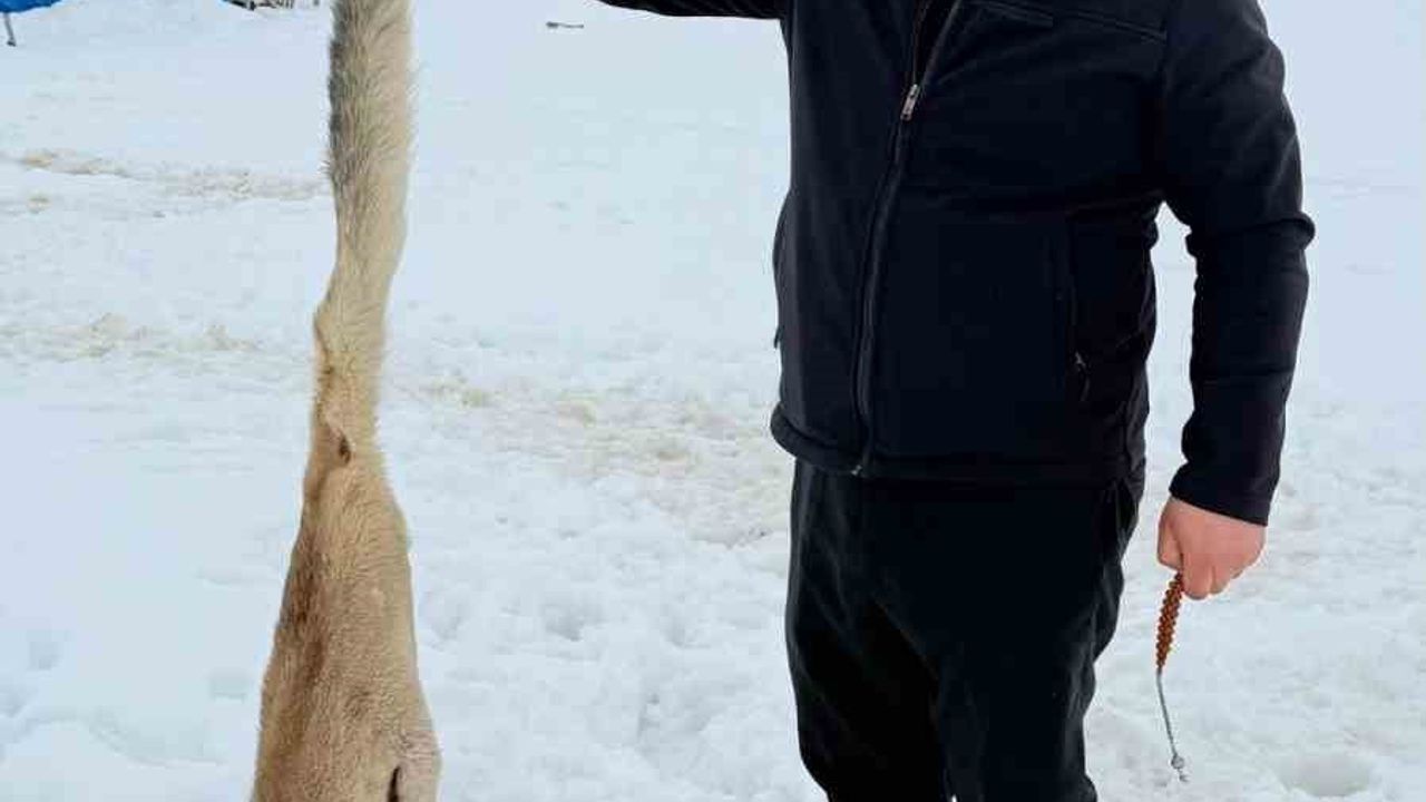 Kurtlarla Dövüşen Köpeğin Trajedi Anı