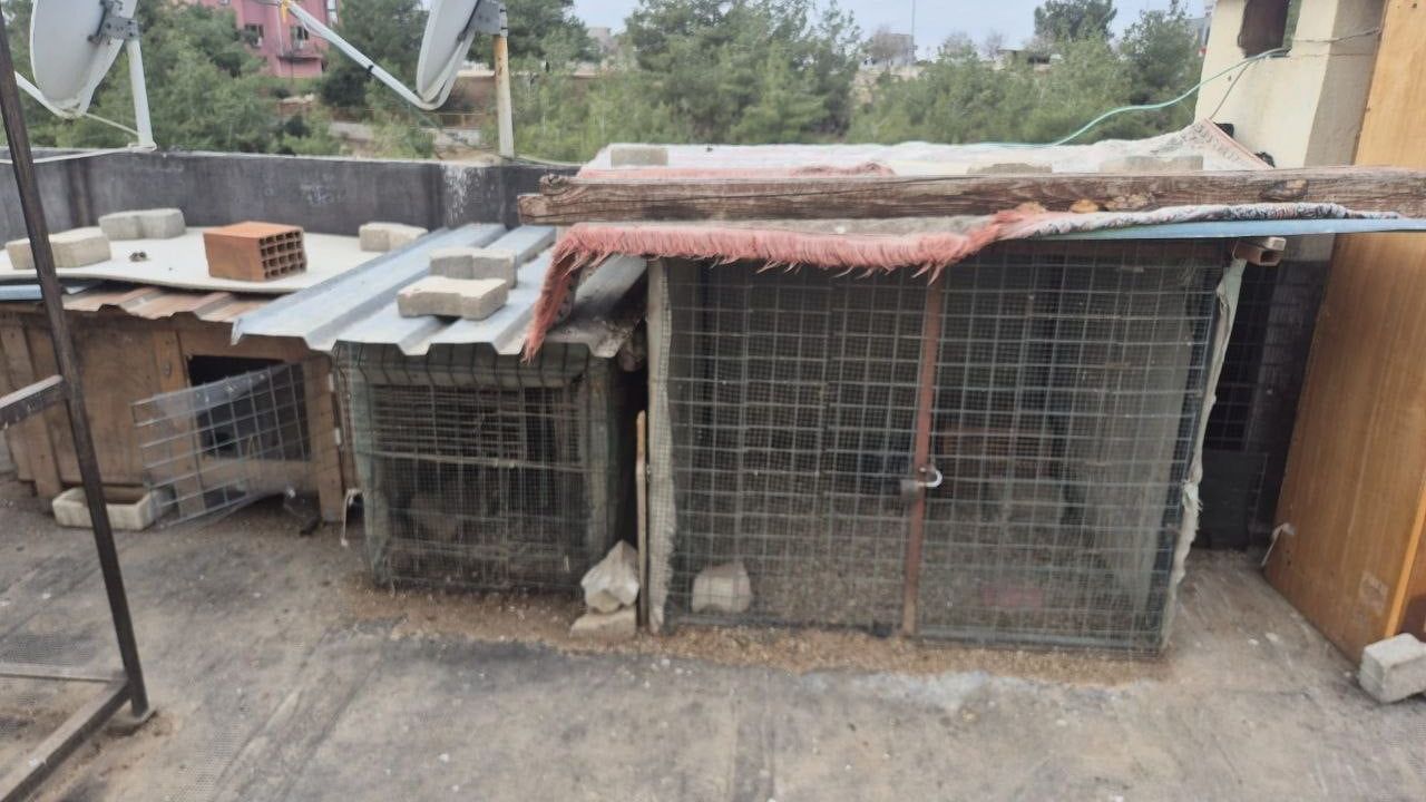 Kuş Çalan Lise Öğrencisi Tutuklandı