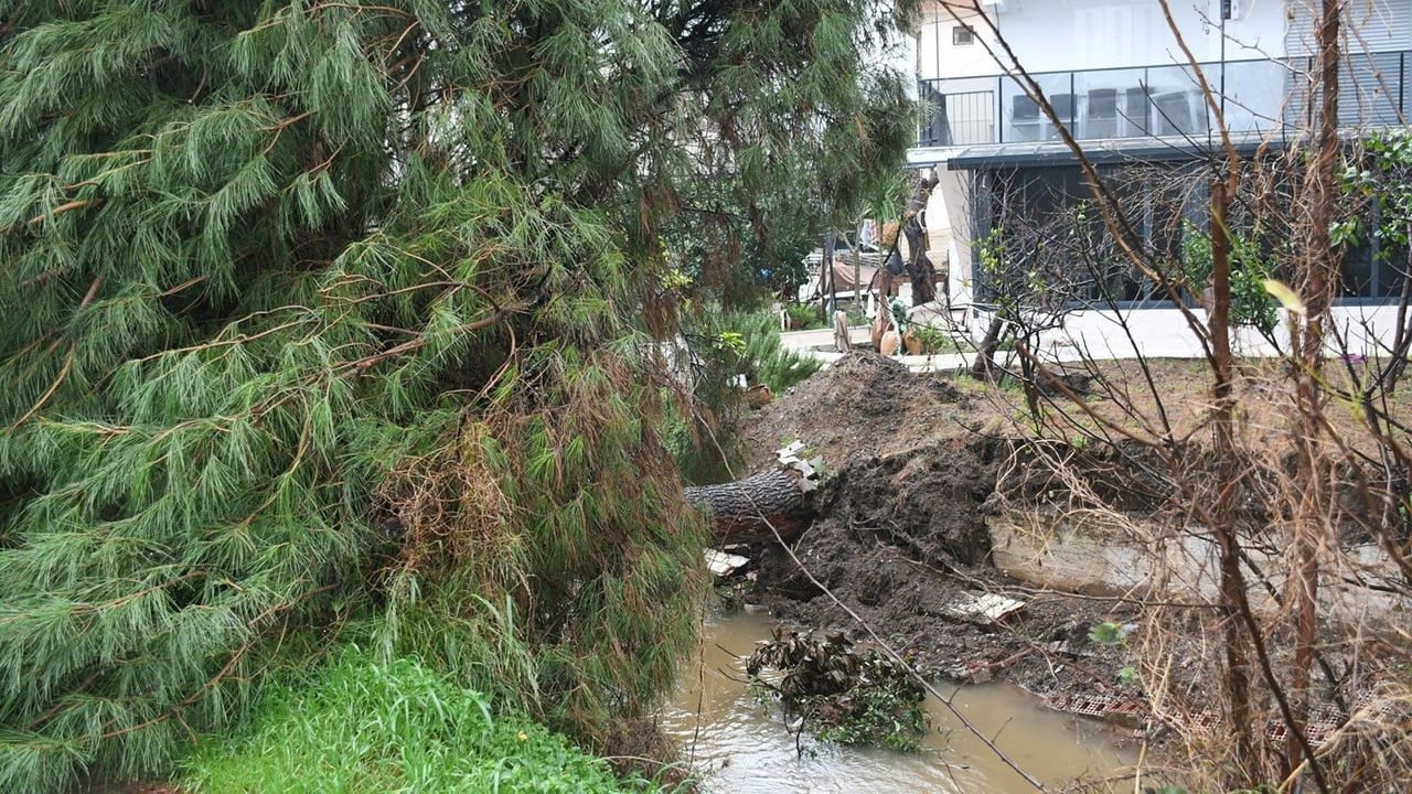 Kuşadası'nda Devrilen Çam Ağacı Taşkın Riskini Artırdı