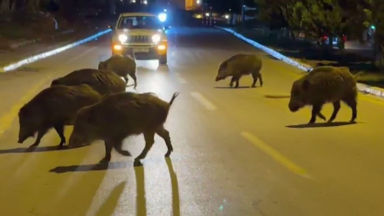 Kuşadası'nda Domuz Saldırıları Artıyor